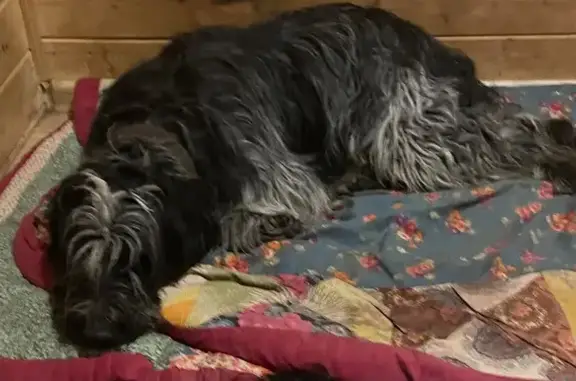 Собаки потеряшки, Московская область, фото: Потеряшка собака в лесу у Поречья, МО