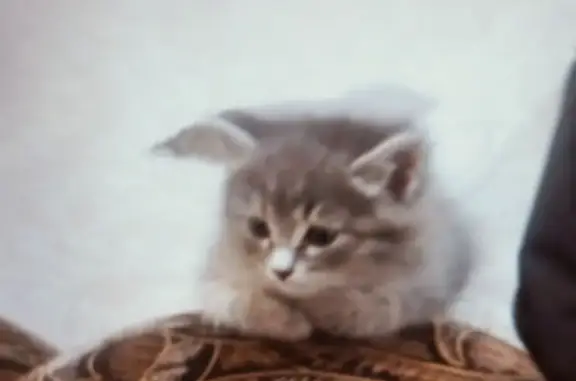 Пропала кошка, ул. Мусы Джалиля 47