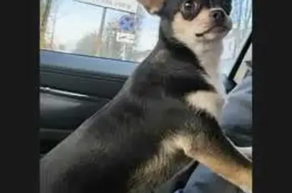 Пропала собака, Кольчугино, Ленинградский Бристоль