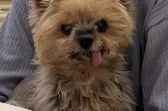 Пропал йорк Даник, ул. Малиновая, 7