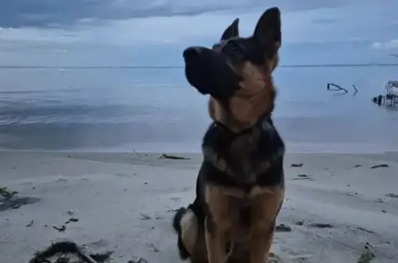 Пропала собака, Димерська громада