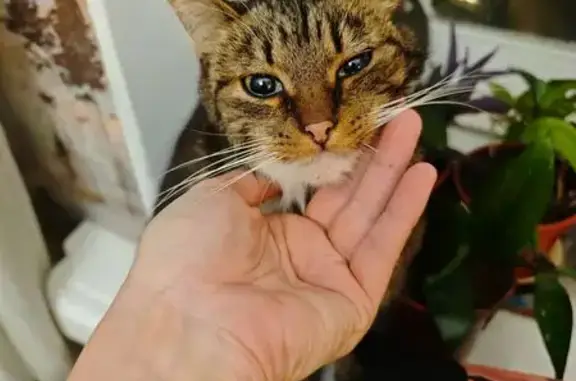 Найдена кошка, Санкт-Петербург, фото: Найдена кошка, Большая Пороховская 33