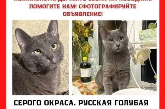 Пропала кошка Шанти, Апрелевка, Центр. 11