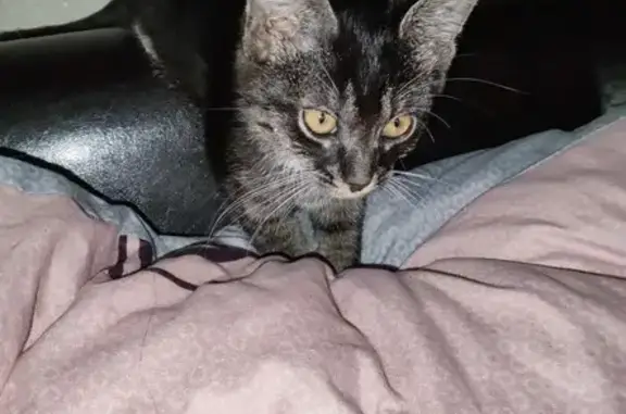 Пропала кошка, Рябиновая ул., Исаково