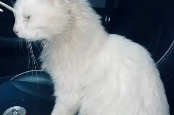 Найдена кошка, Санкт-Петербург, фото: Кошка найдена у Каменки, СПб, ул. Парашютная