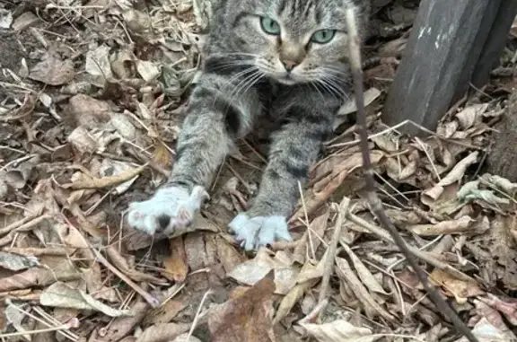 Найдена кошка, Барнаул, фото: Кошка найдена: ул. П. Сухова, 58, Барнаул