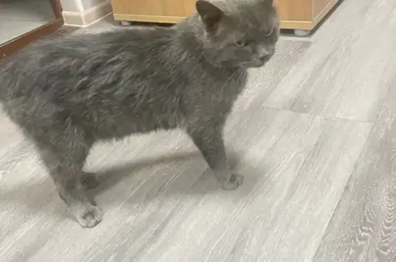 Найдена кошка, Москва, фото: Кошка найдена на Садовнической, 45, Москва