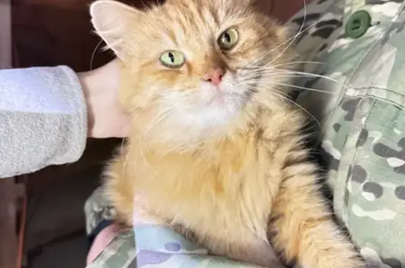 Найдена кошка, Москва, фото: Найдена рыжая кошка, Харьино, Москва