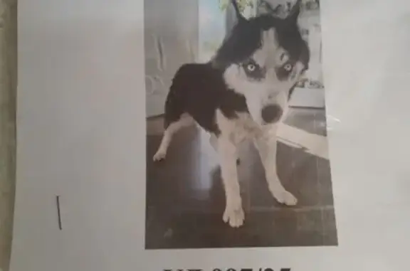 Найдена собака, Иркутск, фото: Хаски найдена, Карпинская ул., Иркутск