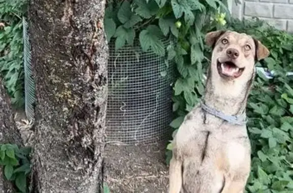 Собаки потеряшки, Ростов-на-Дону, фото: Потеряшка собака на Облачной улице, Ростов-на-Дону