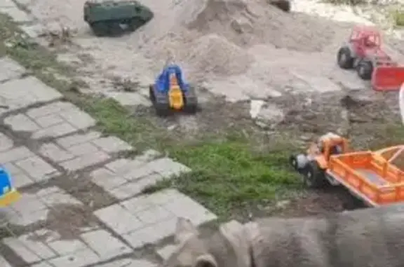 Пропала собака, Болотное, Новосиб. обл.