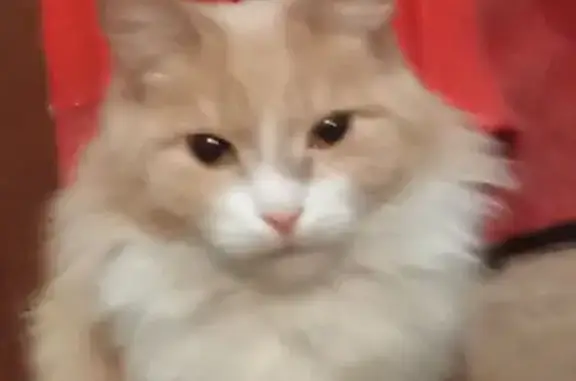 Найдена рыжая кошка, Кемерово, Парниковская 9А