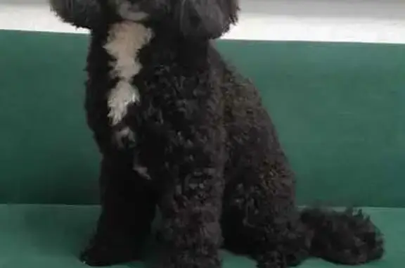 Собаки потеряшки, Хабаровск, фото: Потеряшка собака, ул. Рабочий Городок, 1