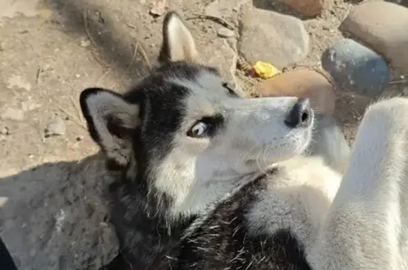 Собаки потеряшки, Томск, фото: Потеряшка хаски на Октябрьской 22/1, Томск