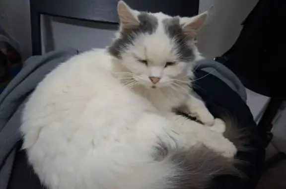 Найдена кошка, Владимир, фото: Кошка найдена у магазина, Пионерская 23