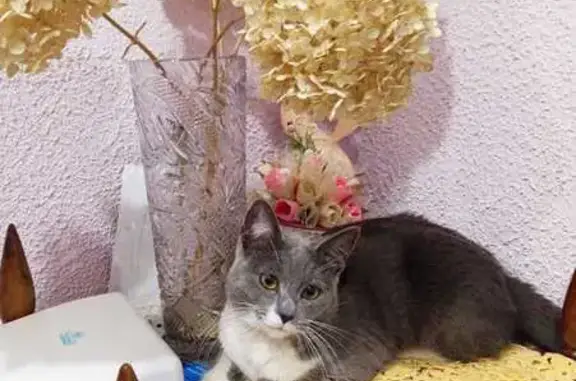 Пропала кошка, Колхозный пер., 8, Фенино