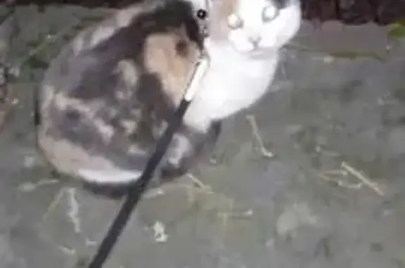 Кошки потеряшки, Томск, фото: Потеряшка кошка, пр. Фрунзе 88, Томск