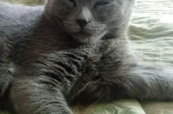 Найдена кошка, Южно-Сахалинск, фото: Кошка найдена: Крайняя ул. 35, Южно-Сахалинск