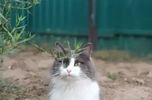 Кошки потеряшки, Оренбург, фото: Потеряшка кошка, Илекская ул., 13А, Оренбург