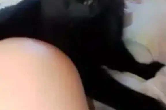 Пропала кошка, Арнеево, 46Н-11302