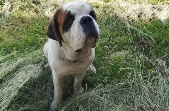 Пропала собака, Кинзебулатово, Башкортостан