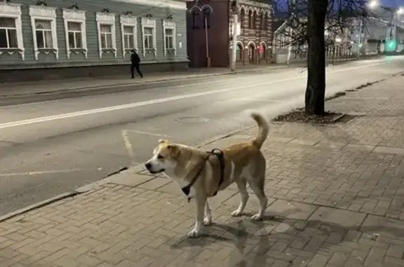 Найдена собака, Кострома, фото: Рыжая собака найдена: Советская 97, Кострома