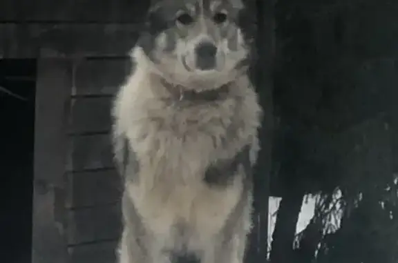 Пропала лайка, 41К-153, Ромашкинское СП