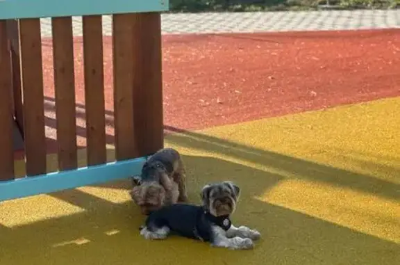 Пропала собака, Голубицкая, Краснодарский край