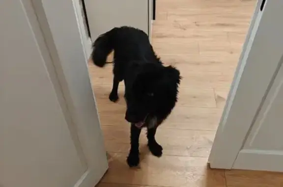 Собака найдена: Трудовая 22/1, Томск