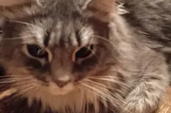 Пропала кошка, Зарайская ул. 60, Москва