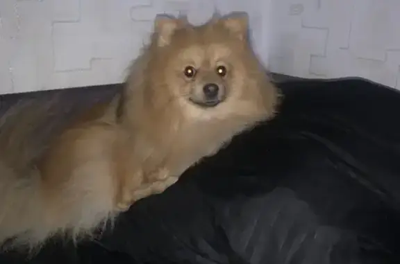 Пропала рыжая собака, Каркавинский с/с