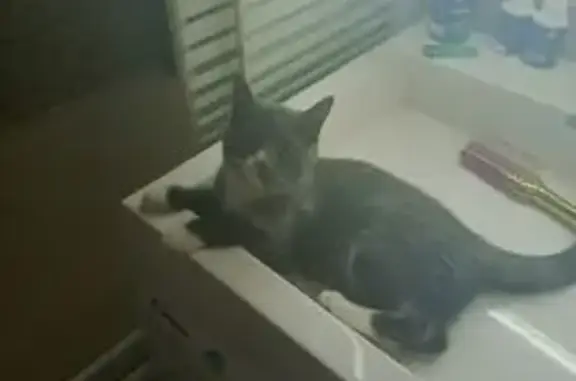 Пропала кошка, Ангарск, ул. 36