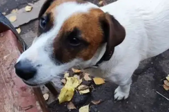 Найдена собака, Москва, фото: Собака найдена на Химкинском бульваре