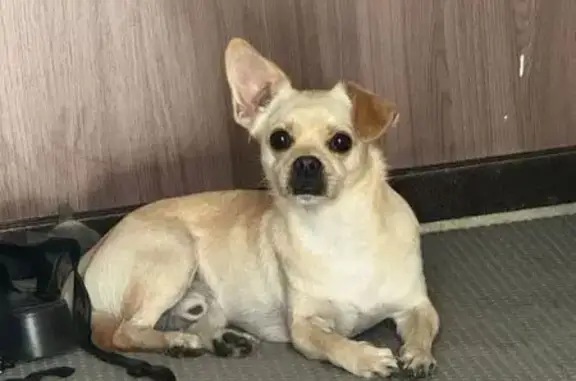 Пропала собака на Школьной, 2 в Мартюше