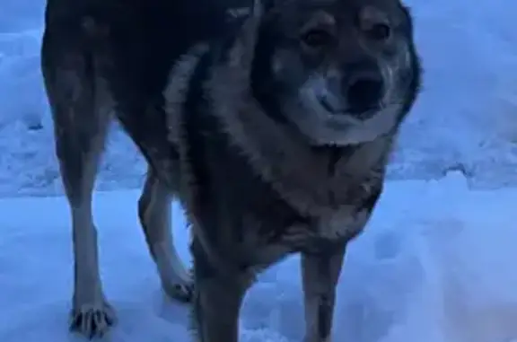 Пропала собака, Дубравная ул. 7