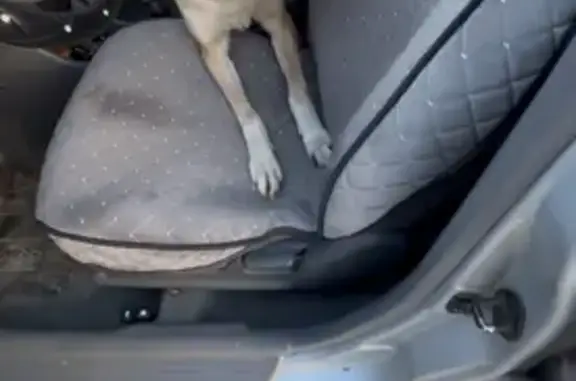 Найдена собака, Дзержинск, фото: Собака найдена, Дзержинск, 22К-0028