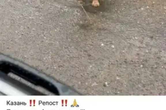 Найденные животные Набережные Челны, фото: Собака найдена: Набережные Челны, РТ