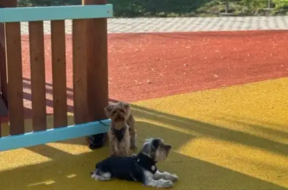 Собаки потеряшки, Голубицкая, фото: Потеряшкаи йорки, Северная 7А, Голубицкая