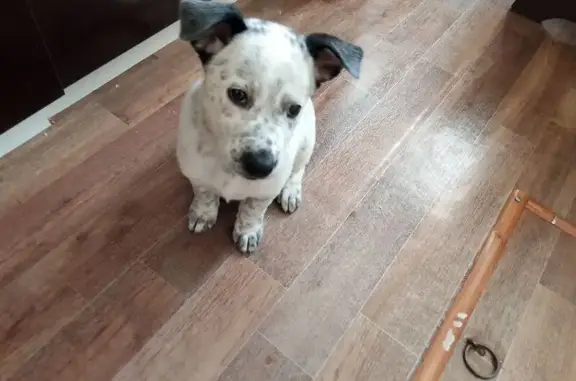 Найдена собака на Российской улице, Челябинск