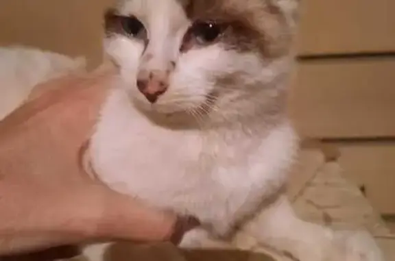 Найдена сиамская кошка в Репном