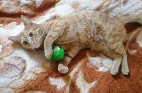 Кошки потеряшки, Томская область, фото: Потеряшка кошка, Томск, Томская область