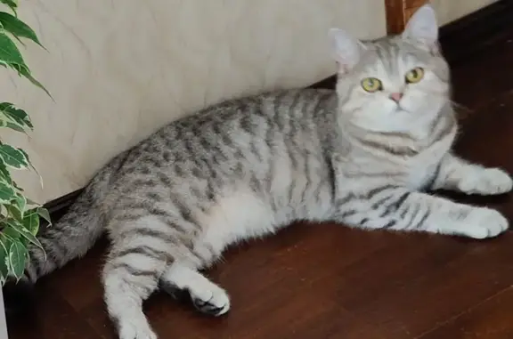 Кошки потеряшки, Майкоп, фото: Потеряшка шотландская кошка, ул. 9 Января, 179А