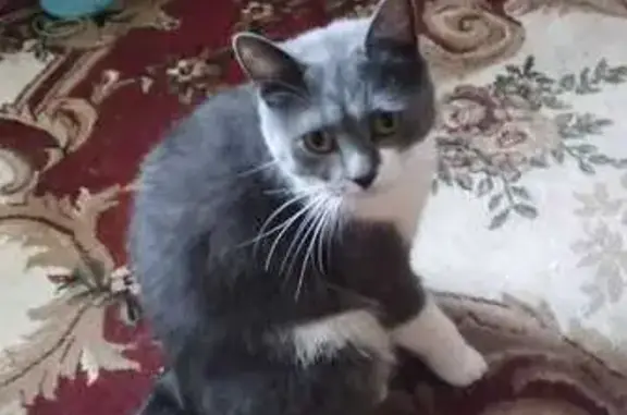 Пропала кошка Мика, ул. Выборная, Новороссийск