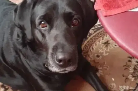 Пропала собака, ул. Ушинского, 1В, Воронеж