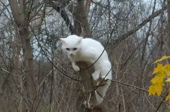 Кошка найдена: ул. Тульского Рабочего Полка, Тула