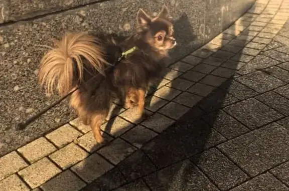 Найдена собака, Мытищи, фото: Найдена собака, Новомытищинский пр., Мытищи