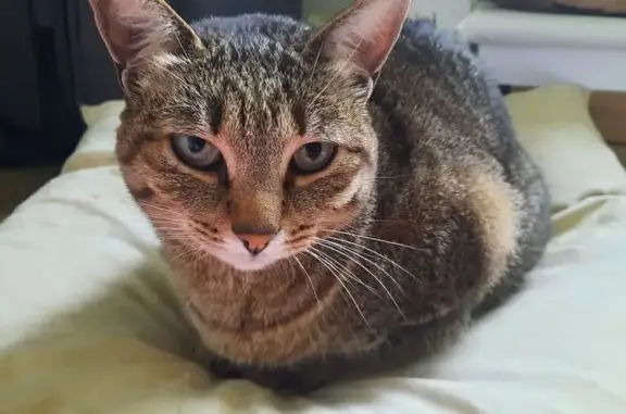 Кошки потеряшки, , фото: Потеряшка кошка в Ельце, Липецкая обл.