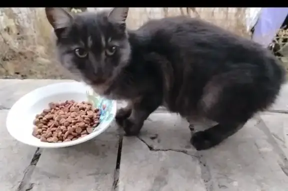 Найдена кошка, Ульяновск, фото: Кошка найдена на ул. Чернышевского, Ульяновск