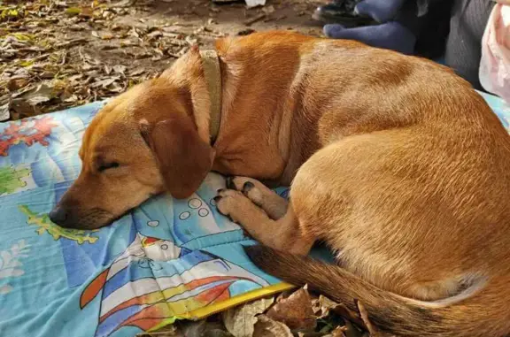 Найдена собака, Иркутск, фото: Собака найдена на ул. Маршала Конева, Иркутск