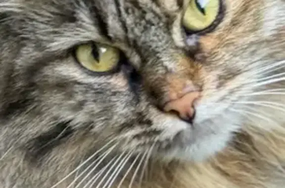 Кошки потеряшки, Одинцово, фото: Потеряшка кошка, Говорова 137, Одинцово